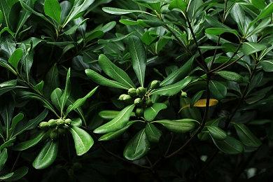 未来游戏展：芭芭雅嘎传说题材《REKA》实机预告